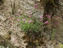 Dianthus carthusianorum