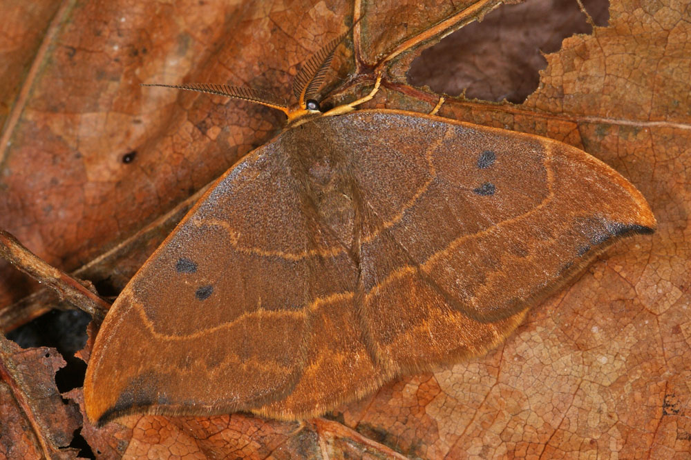 Watsonella binaria