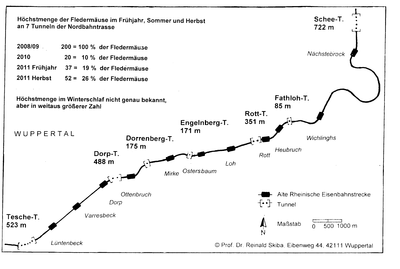 fledermaeuse_2011.png