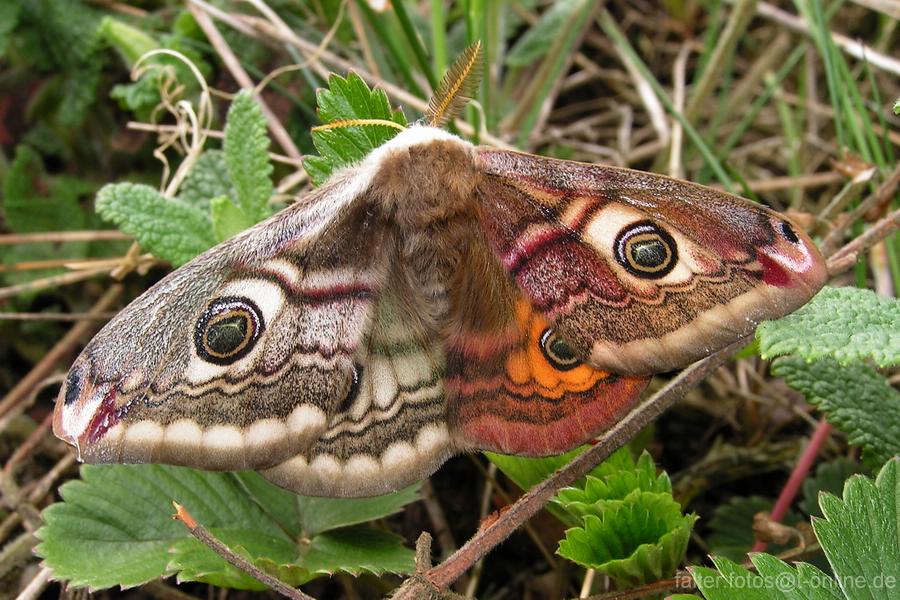 Halbseitengynander - eine "Laune der Natur"