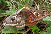 Halbseitengynander - eine "Laune der Natur"