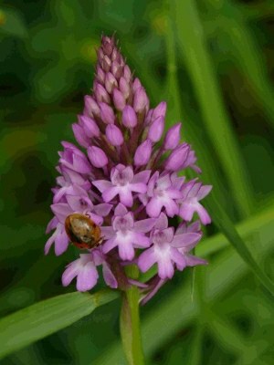 Anacamptis pyramidalis