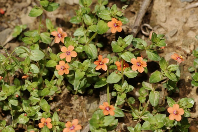 Anagallis arvensis