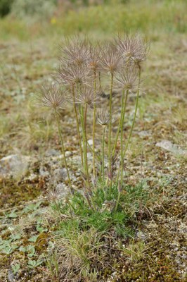 Anemone pulsatilla