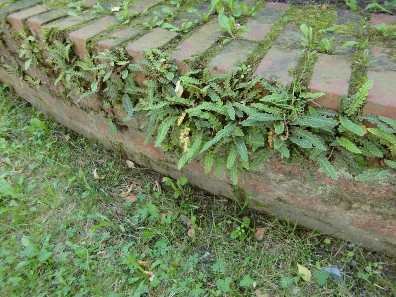 Asplenium ceterach