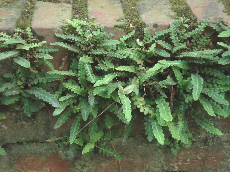 Asplenium ceterach