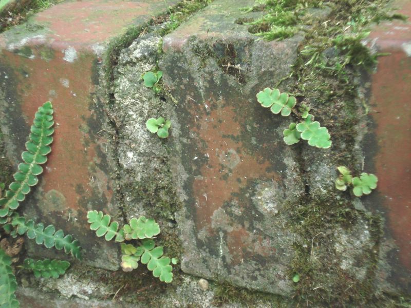 Asplenium ceterach