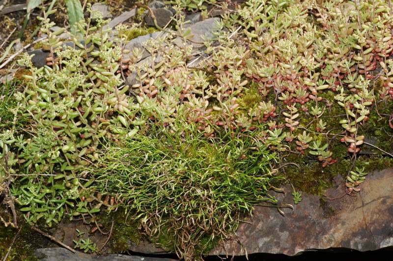 Asplenium septentrionale und Sedum album