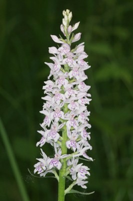 Dactylorhiza fuchsii