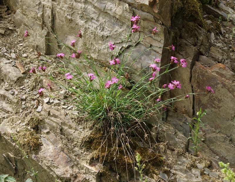 Dianthus carthusianorum