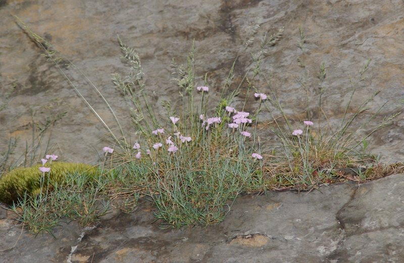 Dianthus gratianopolitanus