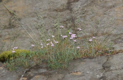 Dianthus gratianopolitanus