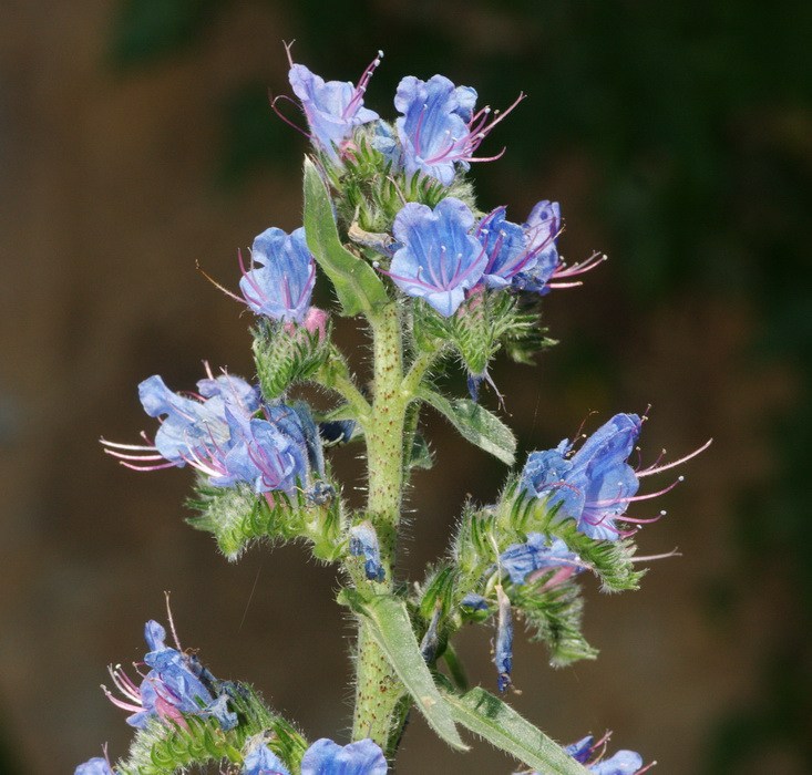 Echium vulgare