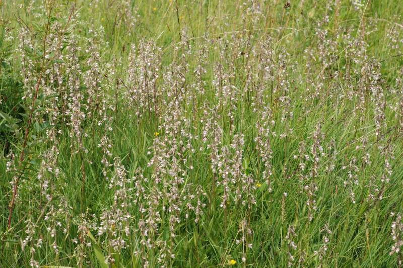 Epipactis palustris