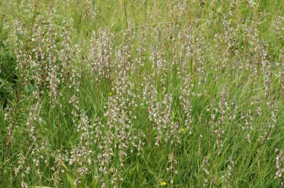 Epipactis palustris