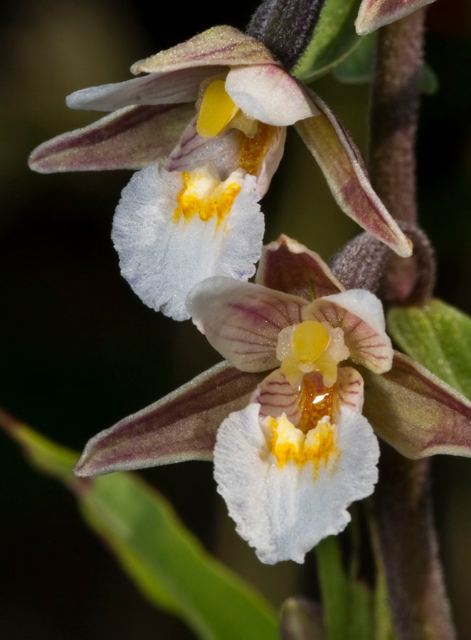 Epipactis palustris