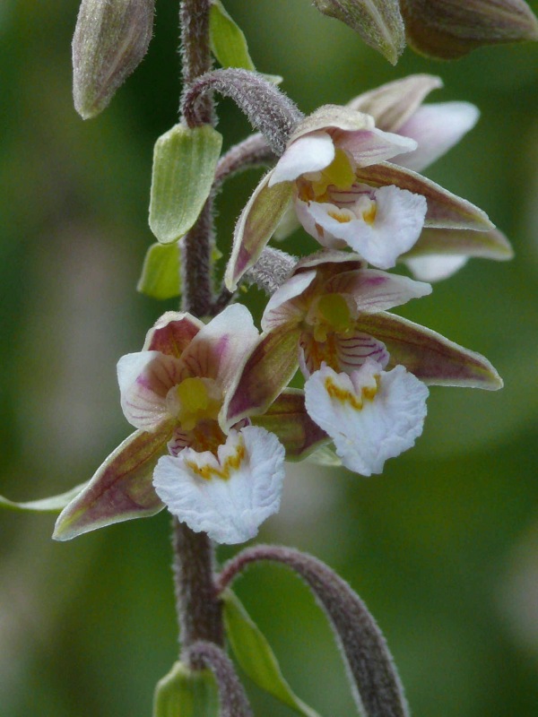 Epipactis palustris