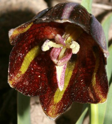 Fritillaria crassifolia ssp. kurdica