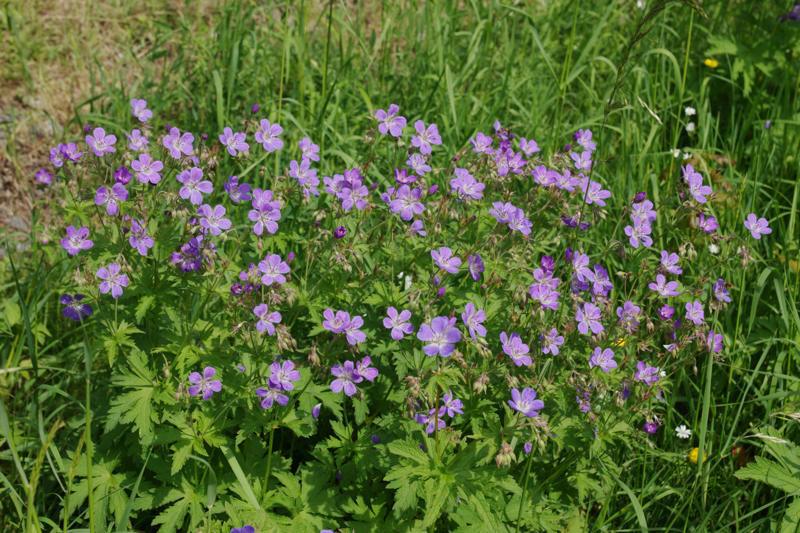 Geranium sylvaticum