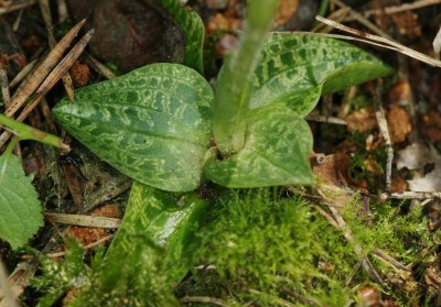 Goodyera repens