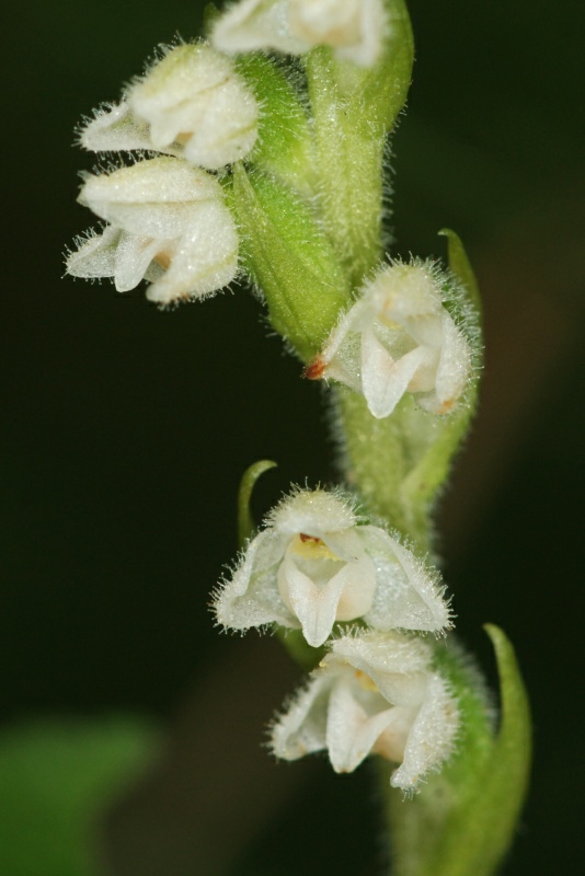 Goodyera repens