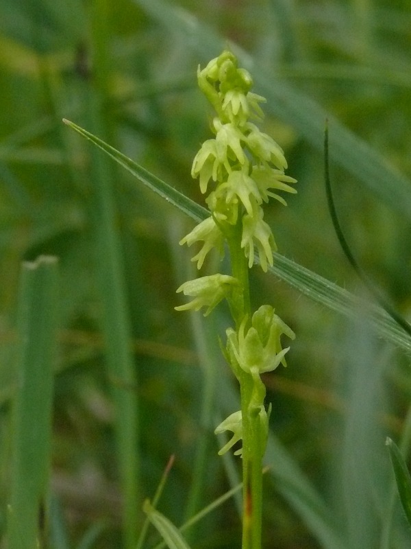 Herminium monorchis