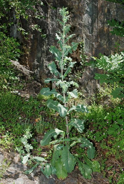 Lactuca virosa