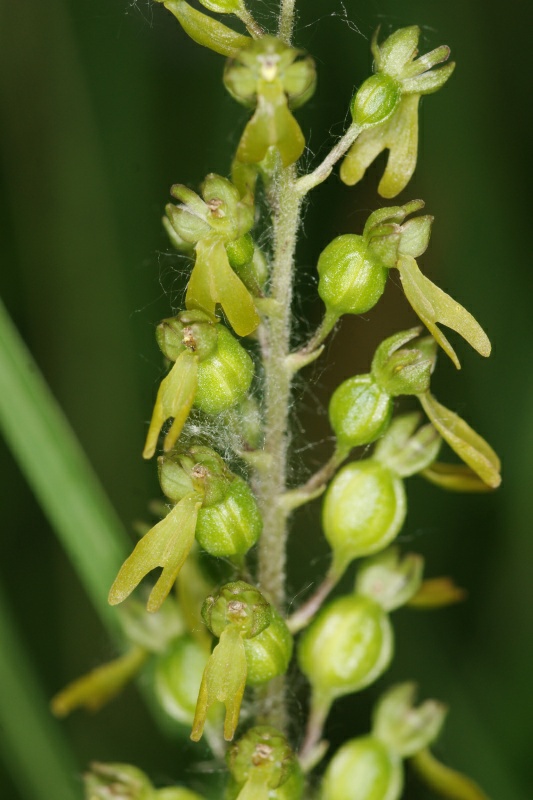 Listera ovata