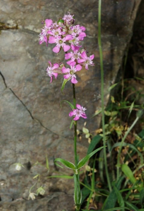 Lychnis viscaria