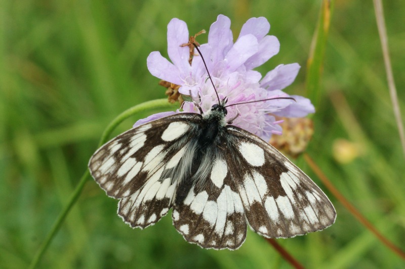 Melanargia galathea