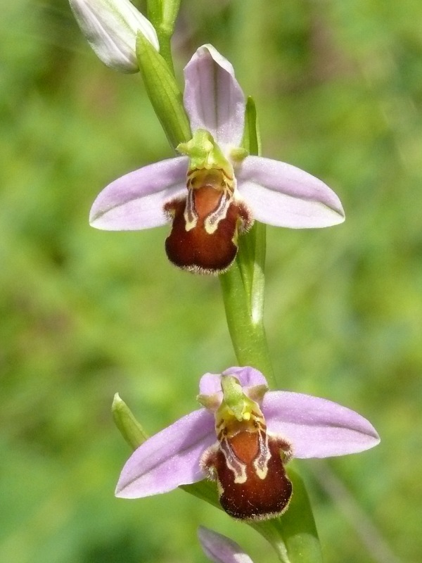 Ophrys apifera