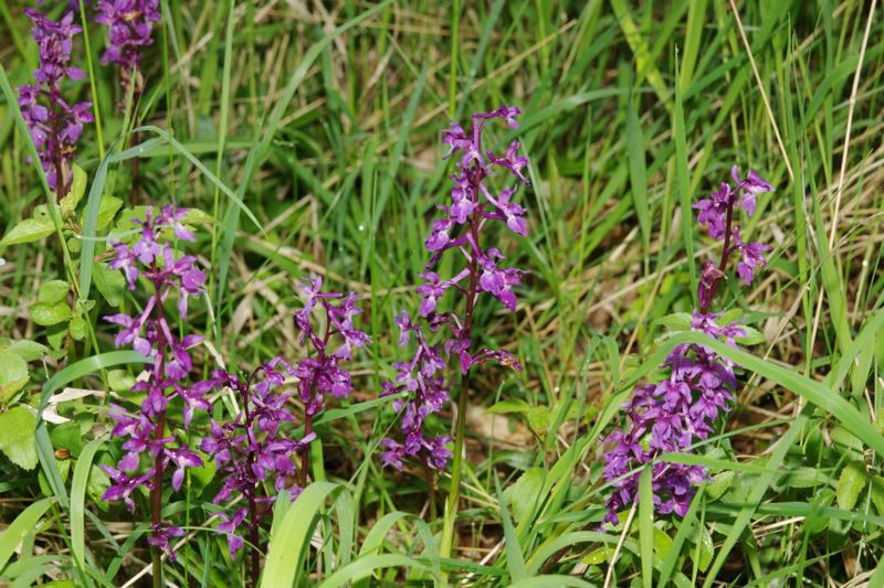 Orchis mascula