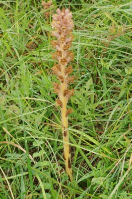 Orobanche vulgaris