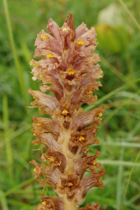 Orobanche vulgaris