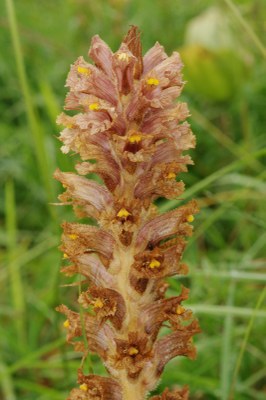 Orobanche vulgaris