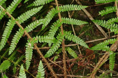 Polystichum setiferum