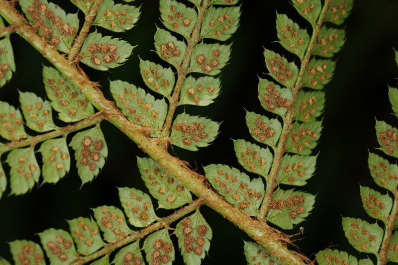 Polystichum setiferum