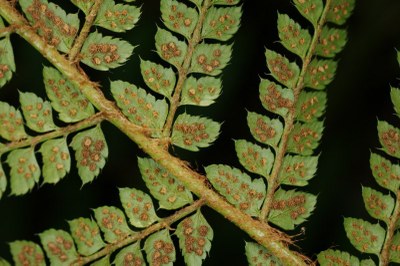 Polystichum setiferum