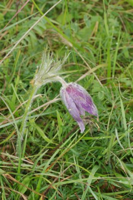 Pulsatilla vulgaris