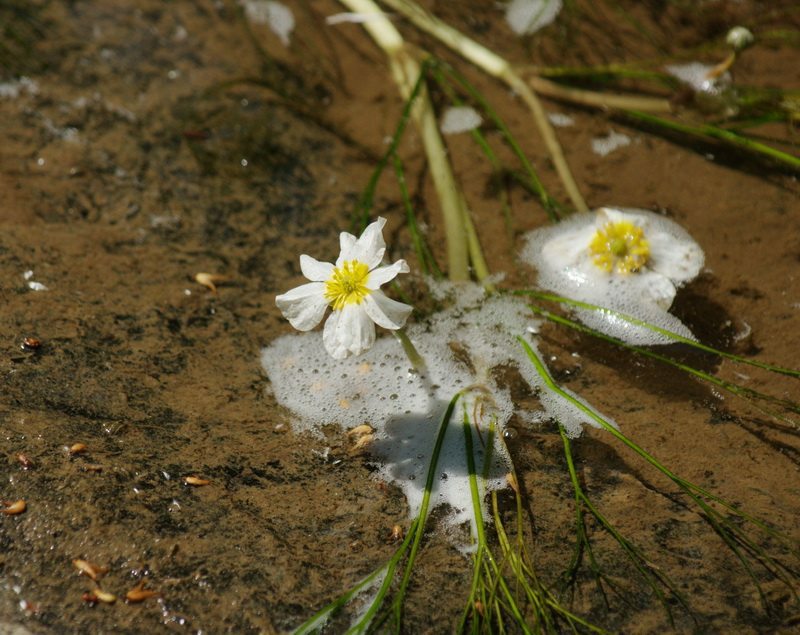 Ranunculus fluitans