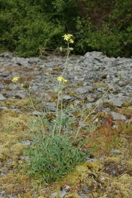 Rhynchosinapis cheiranthos