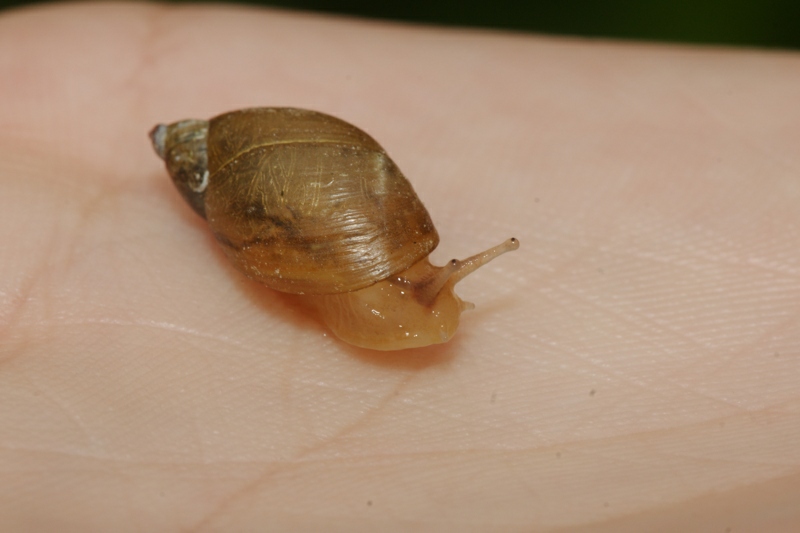 Succinea putris