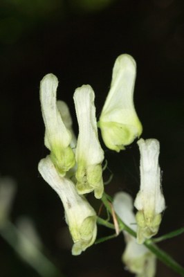 Aconitum lycoctonum