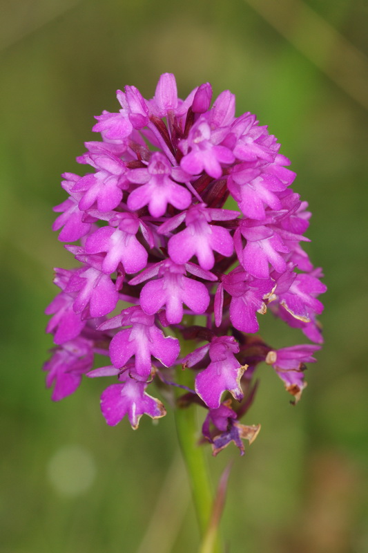 Anacamptis pyramidalis