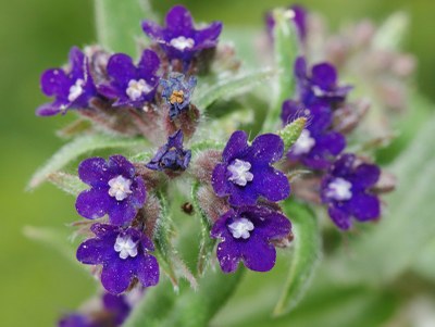 Anchusa officinalis