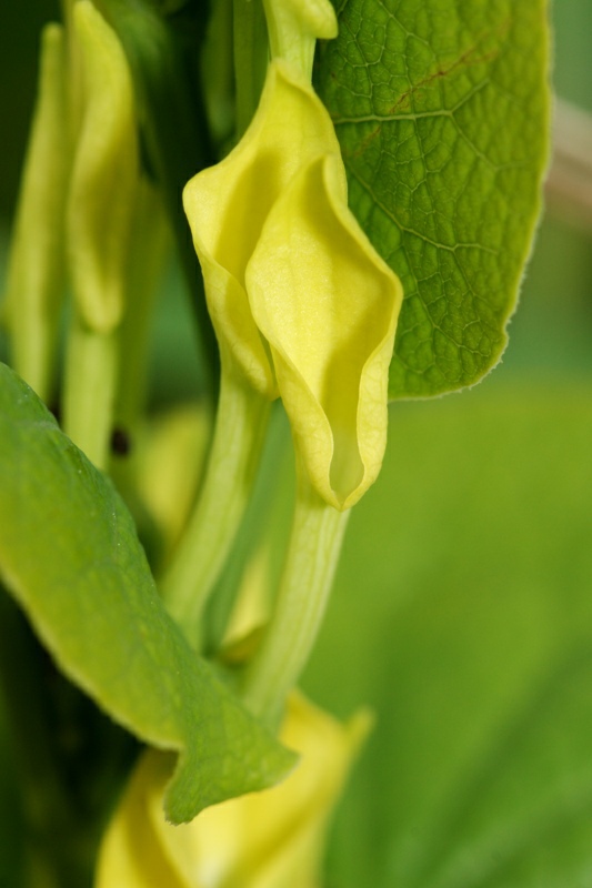 Aristolochia clematitis