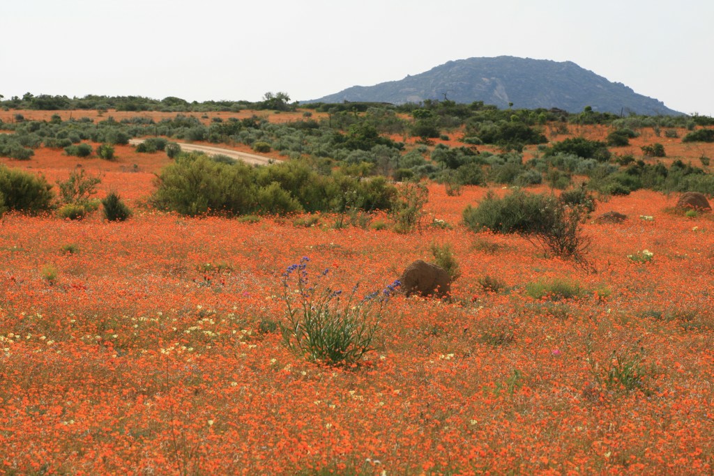 Blühendes Namaqualand