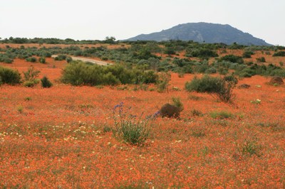 Blühendes Namaqualand