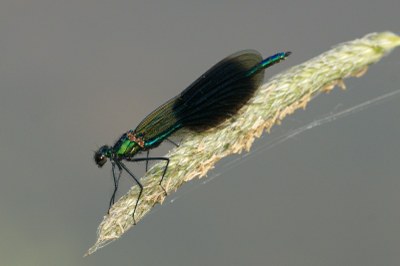 Calopteryx splendens