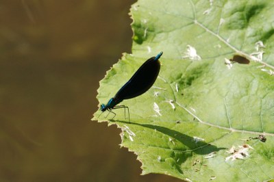 Calopteryx virgo